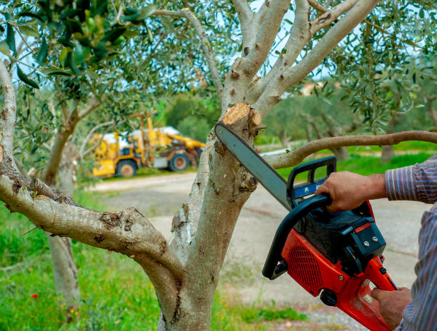 Dead Tree Removal in Kincheloe, MI